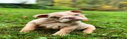 English Bulldog dogs for sale: Ricky - Ad 4
