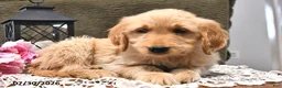 Goldendoodle dogs for sale: Caramel - Ad 8