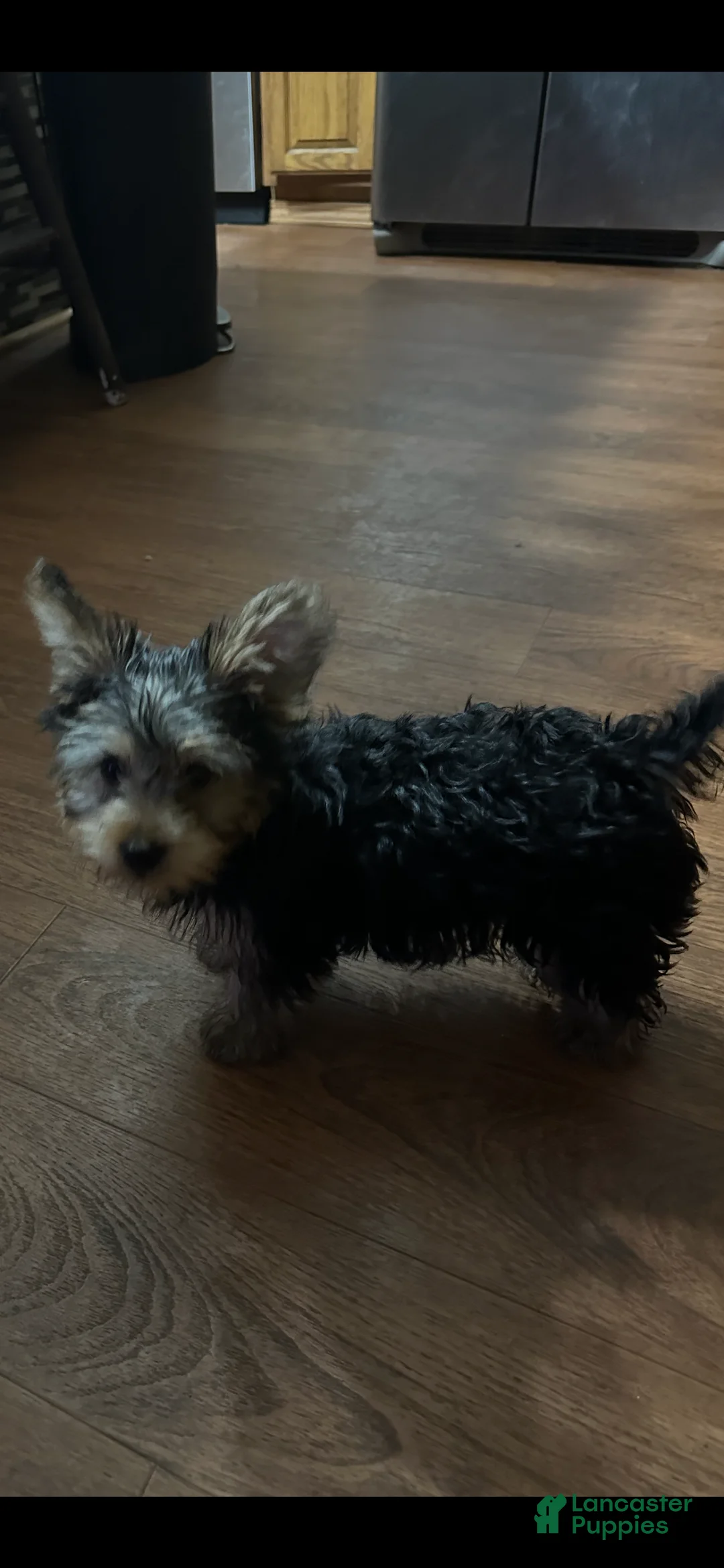 Yorkshire Terrier dogs for sale: Yorkshire Terrier Puppy 1 - Ad 2