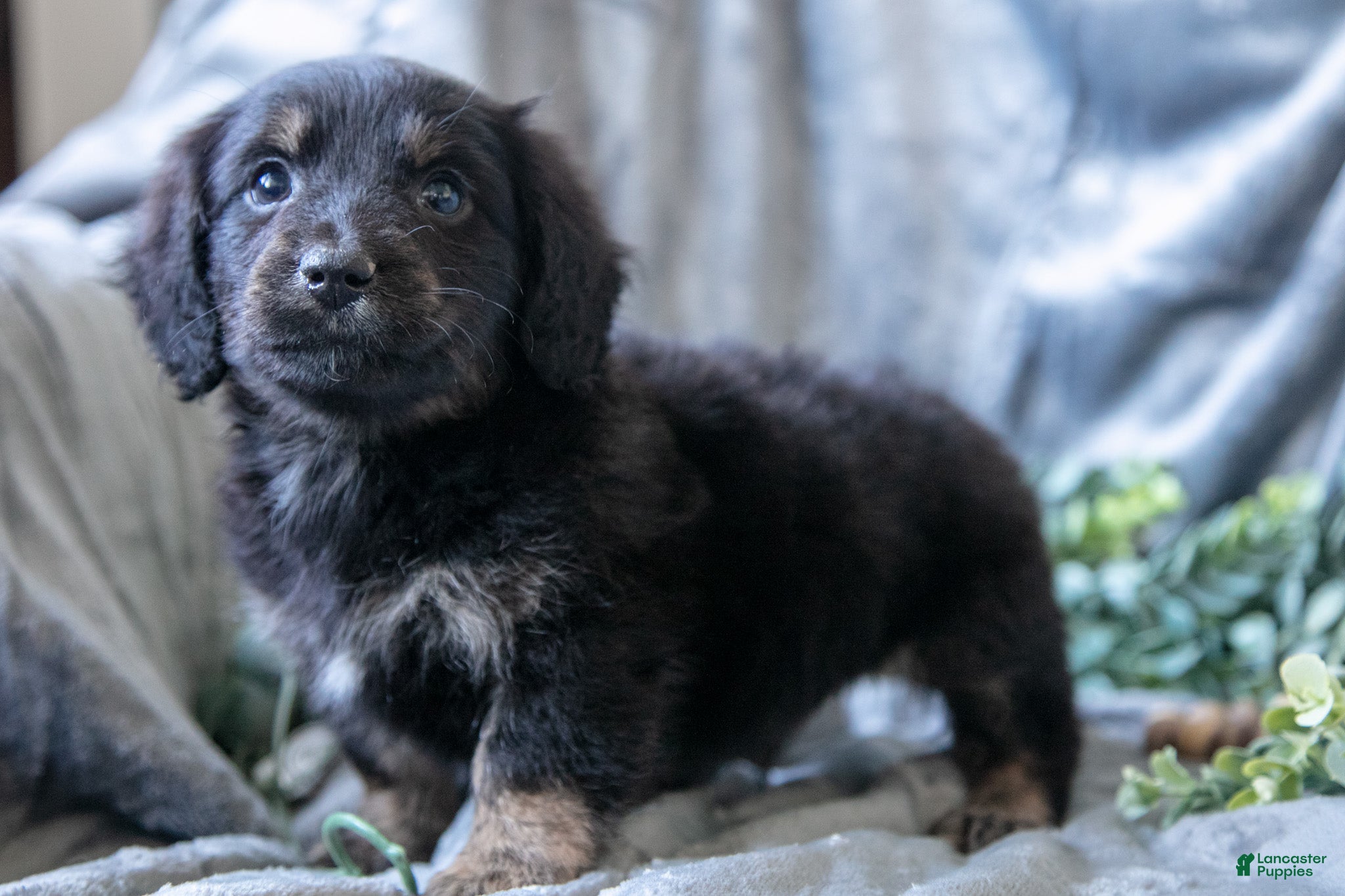 Mixed Breed dogs Dusty - Ad 3