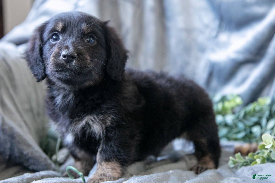 Mixed Breed dogs for sale: Dusty - Ad 1