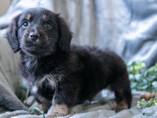 Mixed Breed dogs Dusty - Ad 11