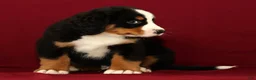 Bernese Mountain Dog dogs for sale: Cole - Ad 6