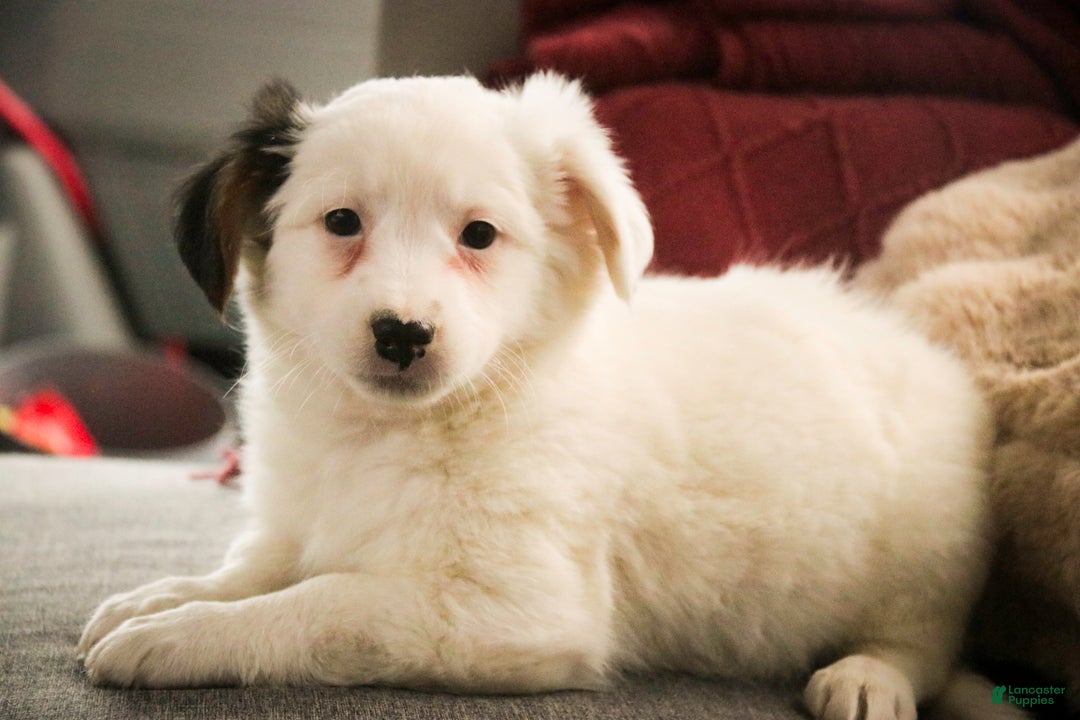 Mixed Breed dogs for sale: Bubba - Ad 2