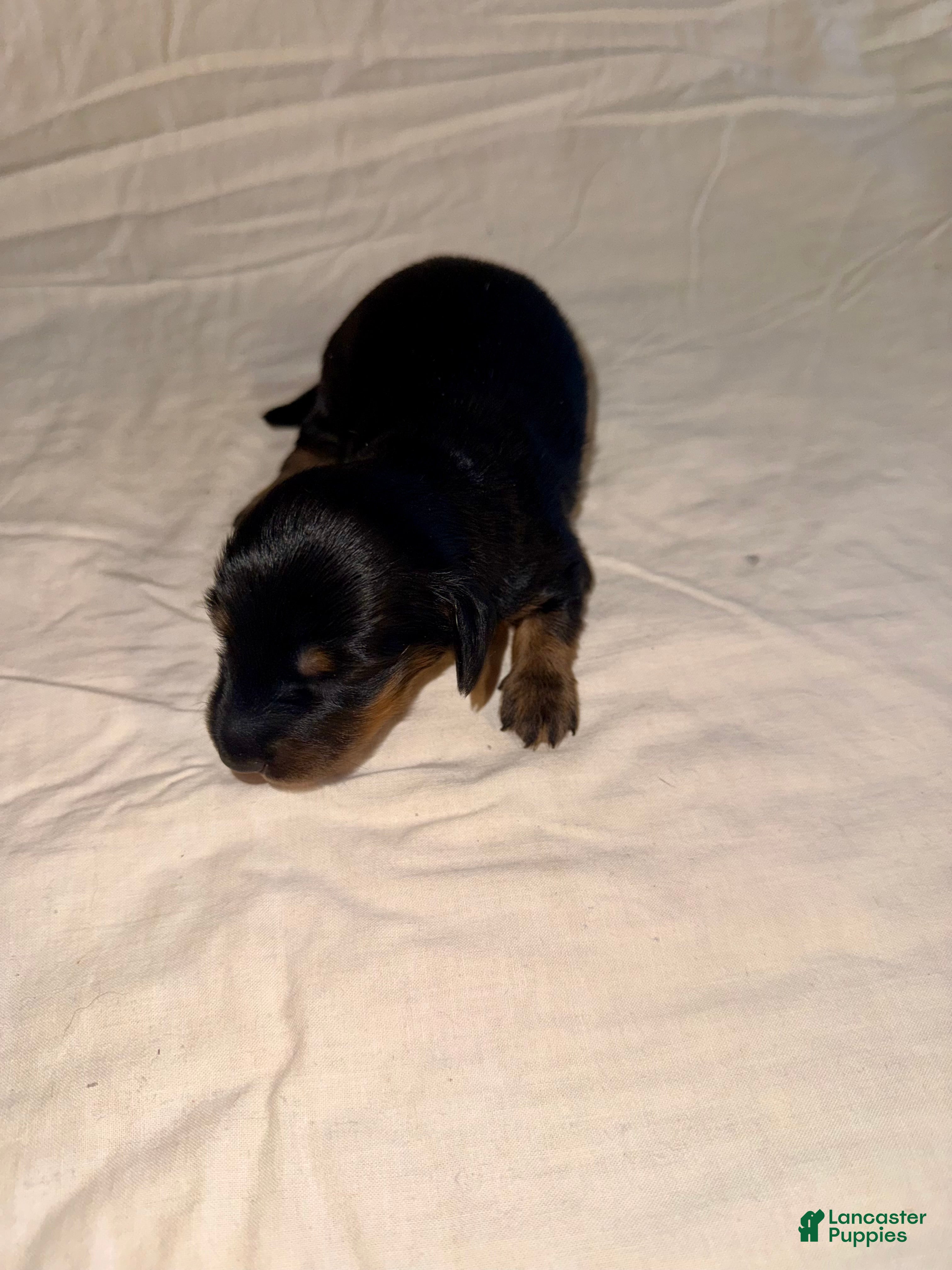 Miniature Dachshund dogs Milo - Ad 14