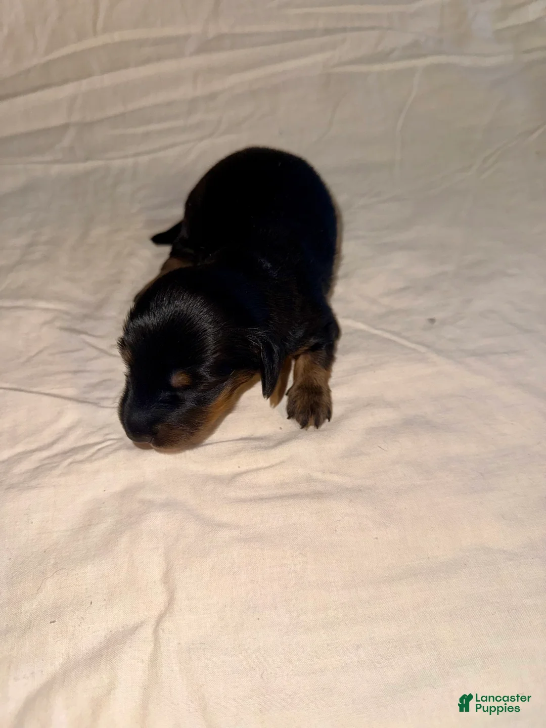 Miniature Dachshund dogs for sale: Milo - Ad 1
