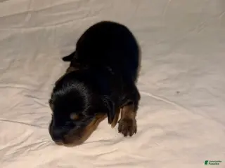 Miniature Dachshund dogs Milo - Ad 7