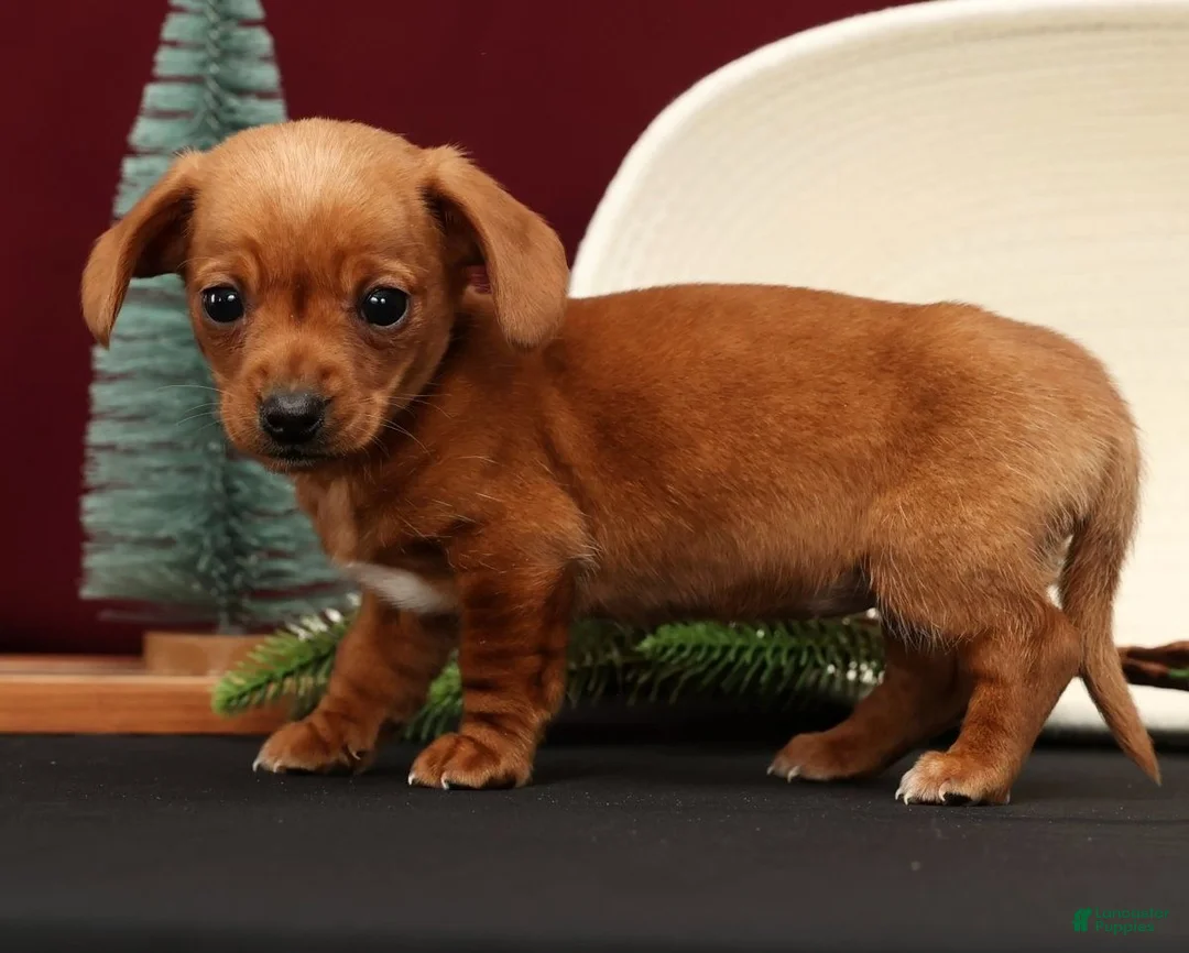 Miniature Dachshund dogs for sale: Beauty - Ad 6