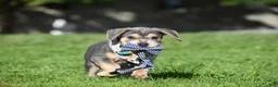 Beabull dogs for sale: Hank - Ad 11