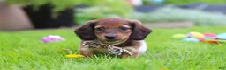 Miniature Dachshund dogs for sale: Tony - Ad 7