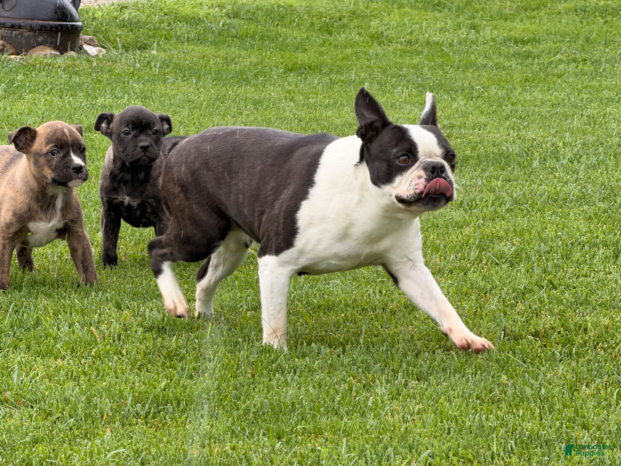 Boston Terrier dogs Trixie  - Ad 2