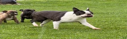 Boston Terrier dogs for sale: Trixie  - Ad 2