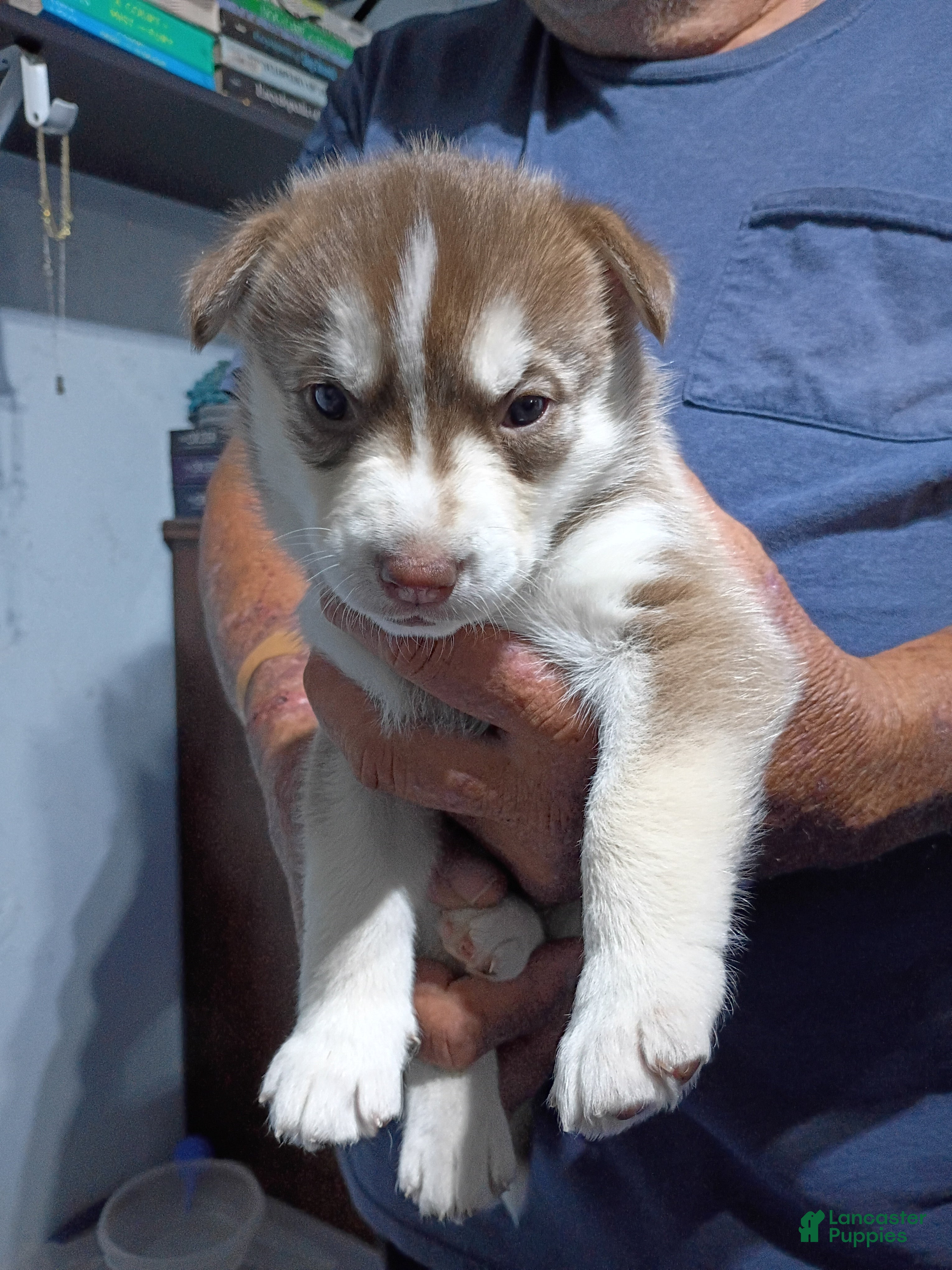 Siberian Husky dogs Light Green Collar 2nd Born - Temp Name Greene - Ad 24