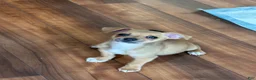 Chihuahua dogs for sale: Chihuahua 1 - Ad 2