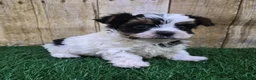 Biewer Terrier dogs for sale: Valentino Male Biewer Terrier - Ad 4
