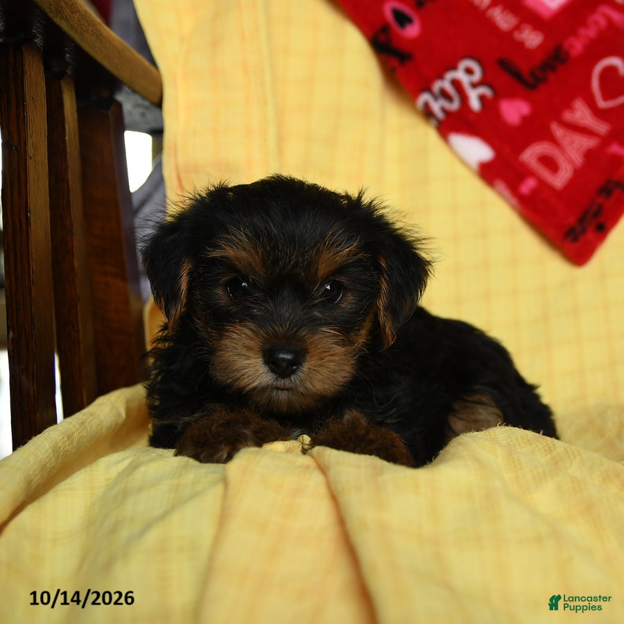 Yorkshire Terrier dogs for sale: Jax - Ad 2