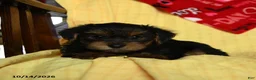 Yorkshire Terrier dogs for sale: Jax - Ad 2