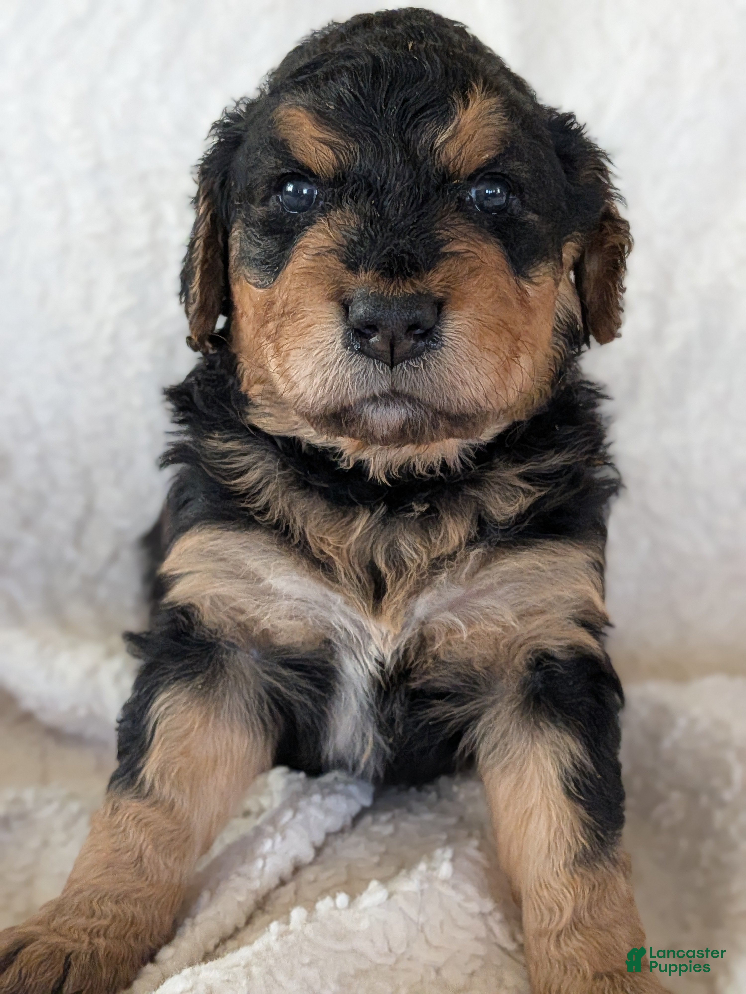 Mixed Breed dogs Dusty  - Ad 36