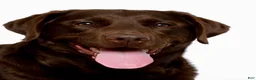 Labrador Retriever dogs for sale: Labrador Retriever Puppy 2 - Ad 2