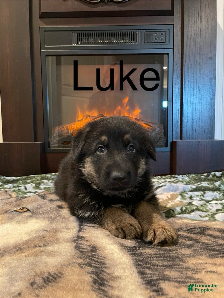 German Shepherd dogs Luke - Ad 35