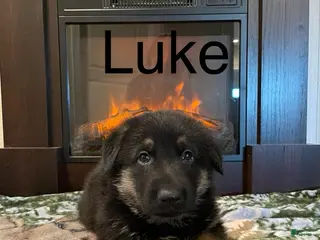 German Shepherd dogs Luke - Ad 35