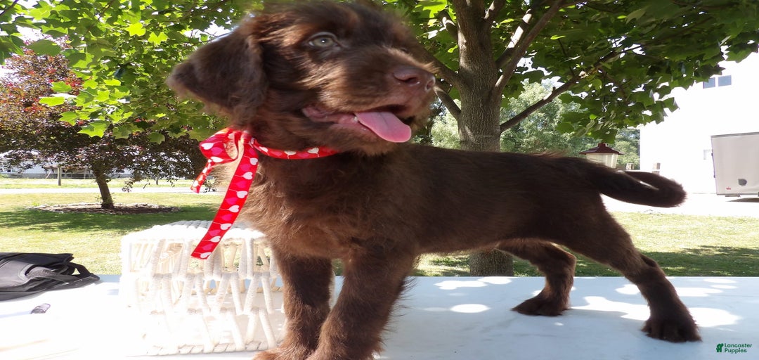 Gallery Image {{count}}