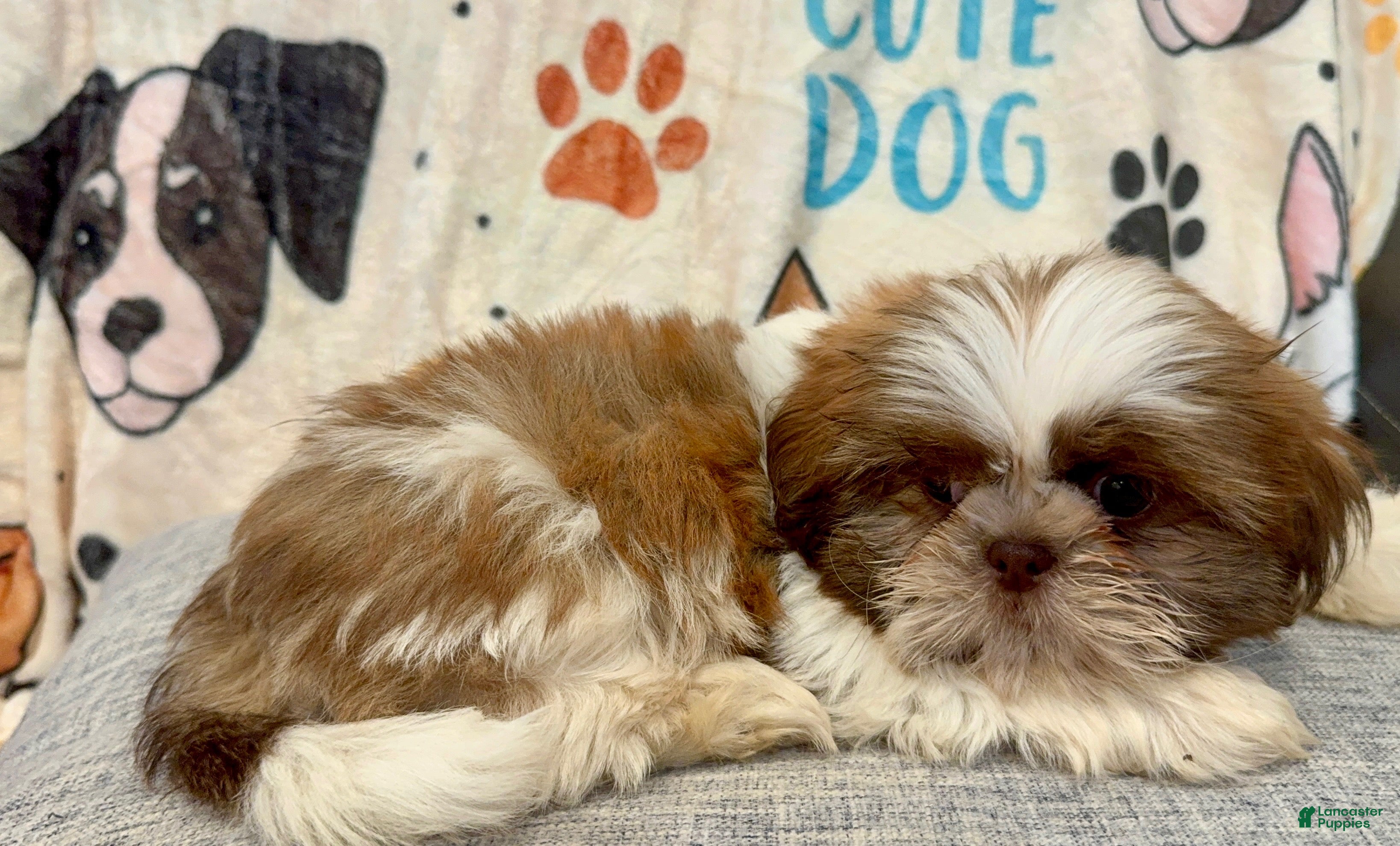 Shih Tzu dogs for sale: Milo - Ad 11