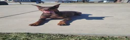 Doberman Pinscher dogs for sale: Canyon - Ad 5