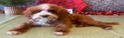 Cavapoo dogs for sale: Ned - Ad 3