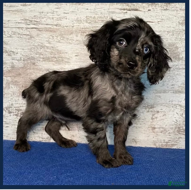 Mixed Breed dogs Mixed Breed Puppy 1 - Ad 22