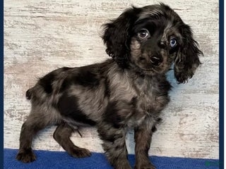 Mixed Breed dogs Mixed Breed Puppy 1 - Ad 16