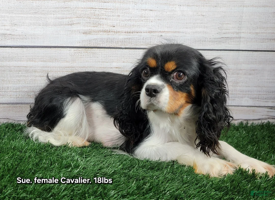 Cavalier King Charles Spaniel dogs for sale: Finch - Ad 9