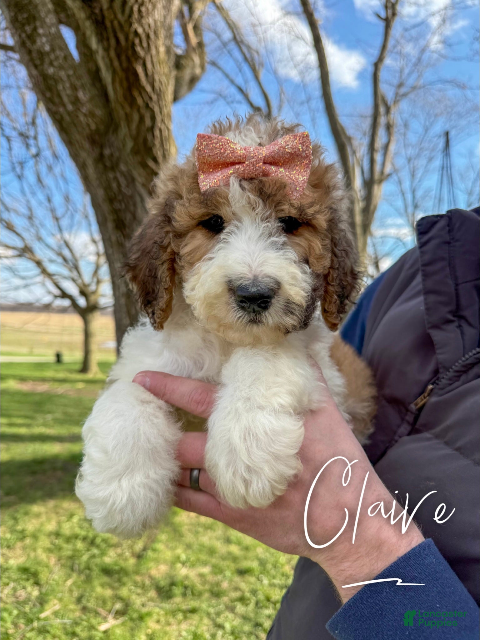 Saint Berdoodles dogs Claire - Standard F1b - Ad 1