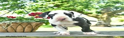 Great Dane dogs for sale: China - Ad 2