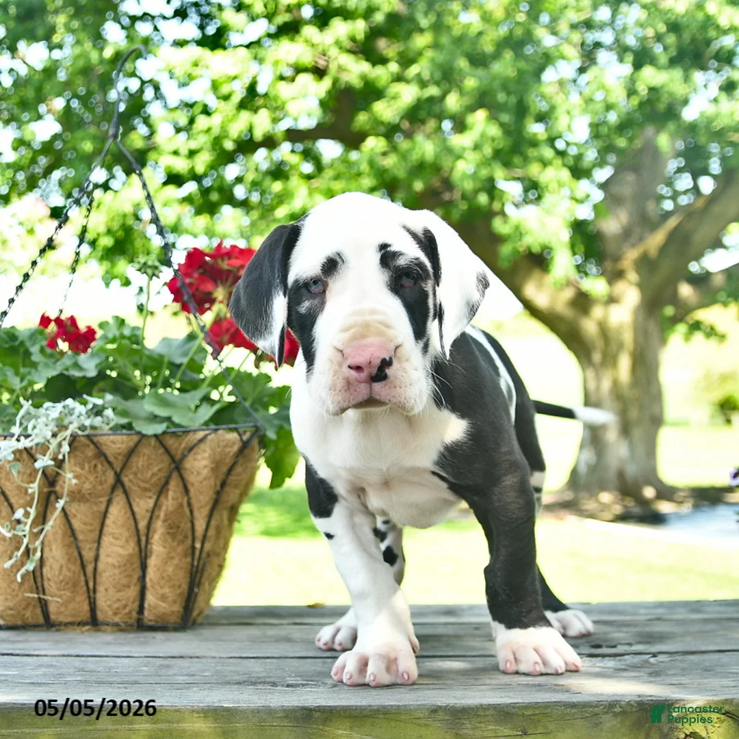 Great Dane dogs for sale: China - Ad 2