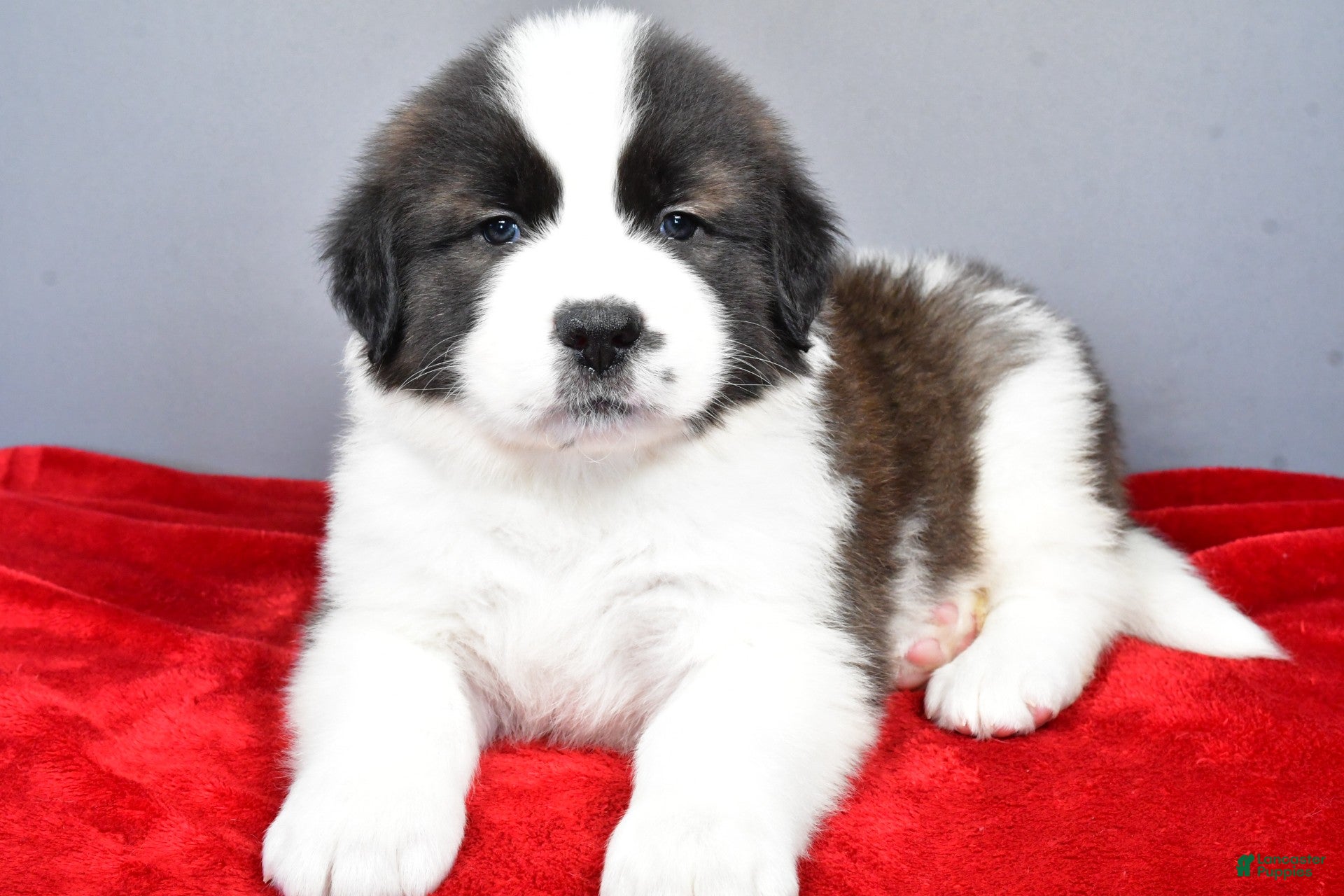 Saint Bernard dogs forest - Ad 1