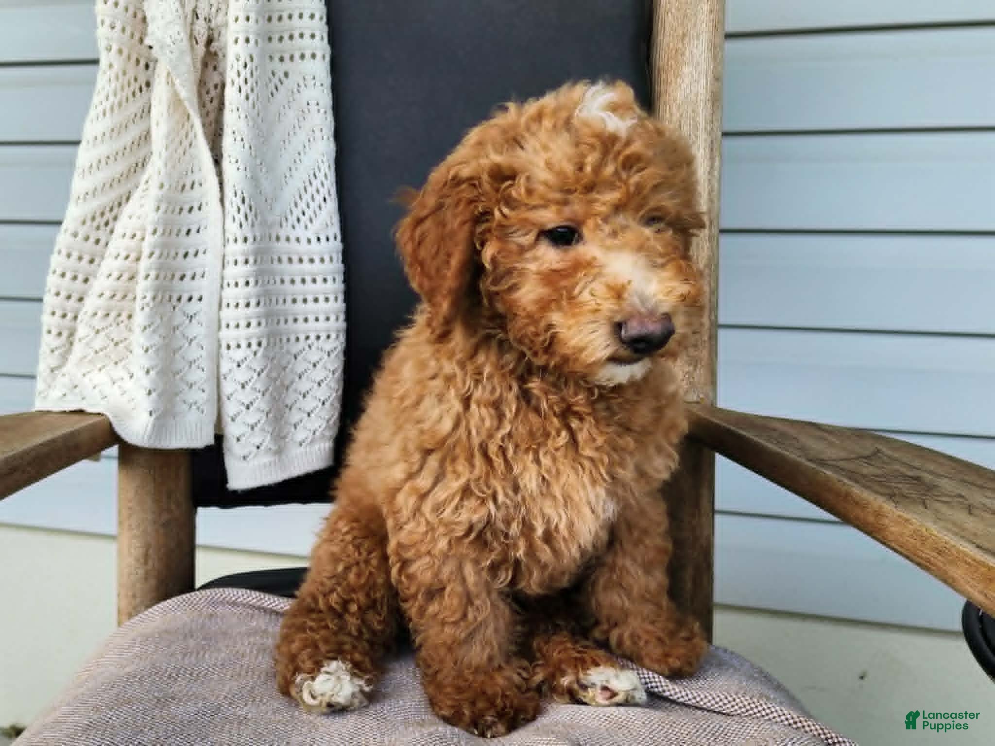 Mini Bernedoodle dogs Dallas - Ad 7