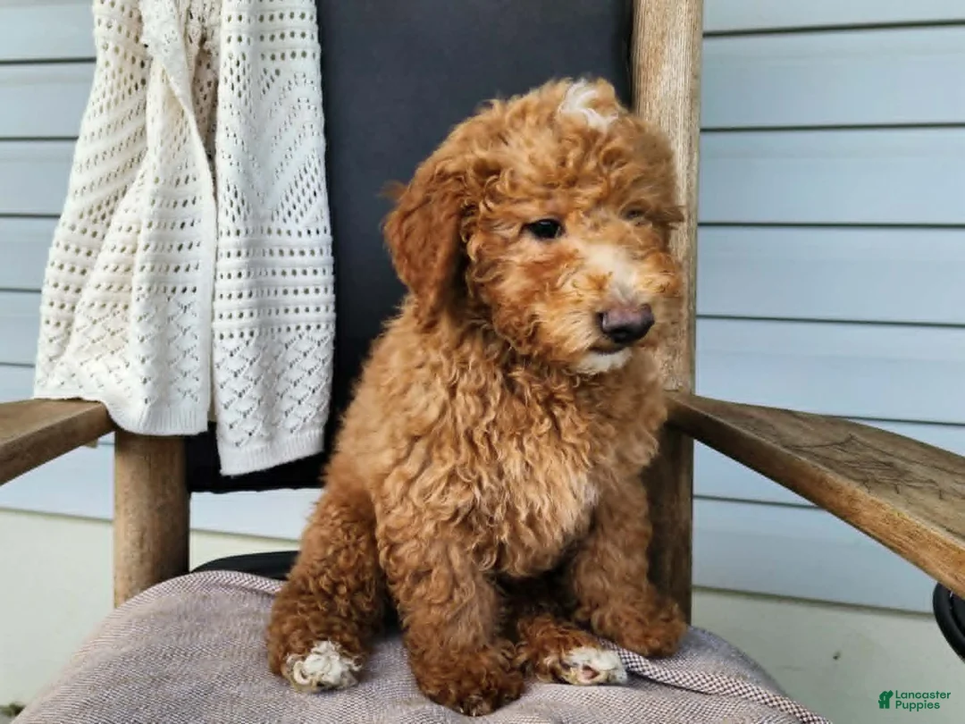 Mini Bernedoodle dogs for sale: Dallas - Ad 1