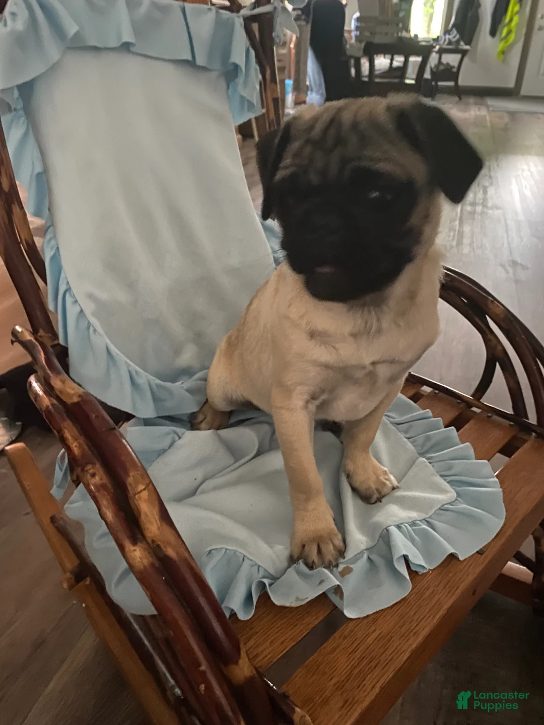 Pug dogs for sale: Pug Puppy 1 - Ad 4