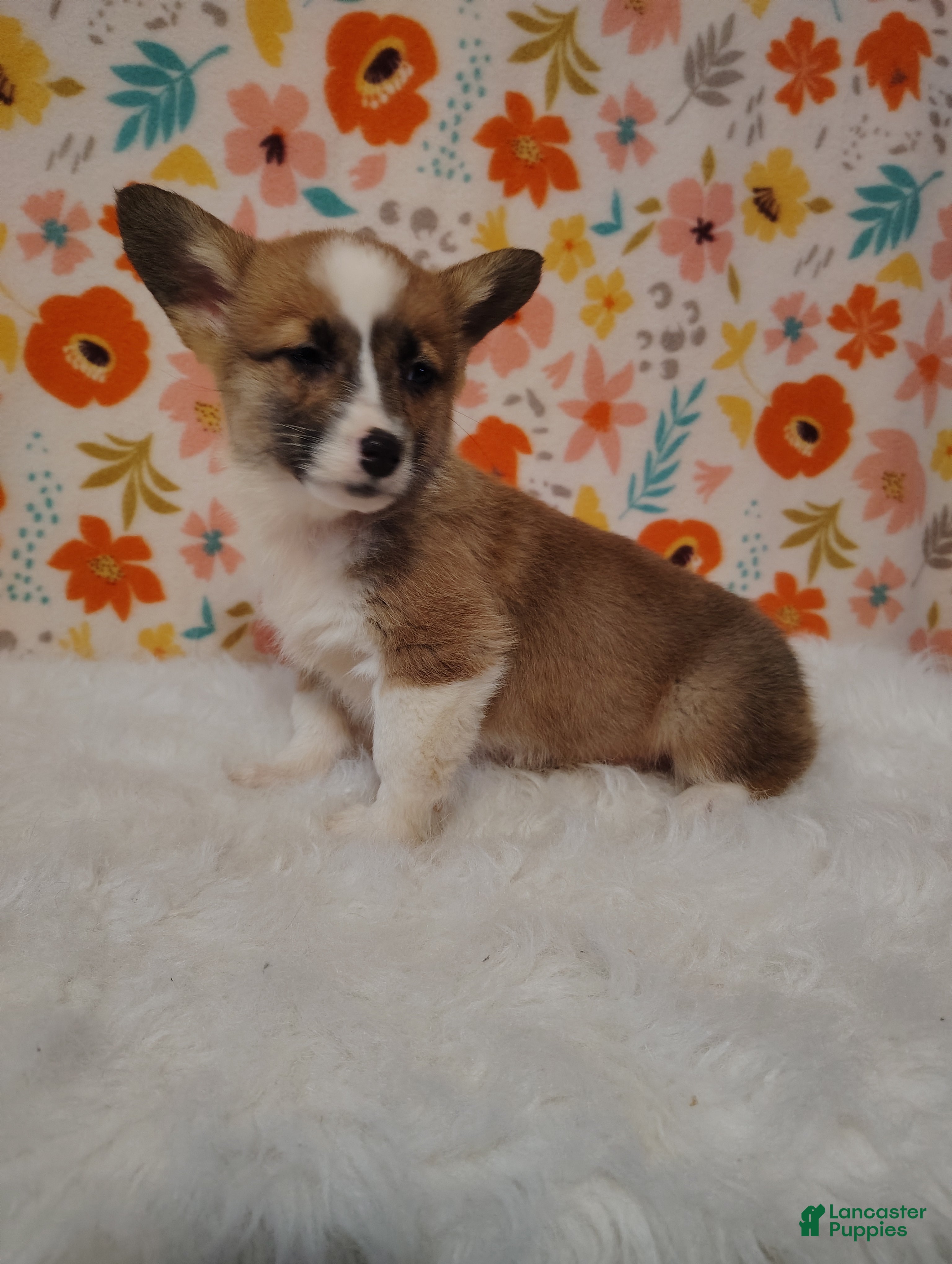 Welsh Corgi Pembroke dogs Evelyn - Ad 1