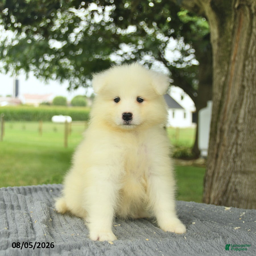 Samoyed dogs Sierra  - Ad 2