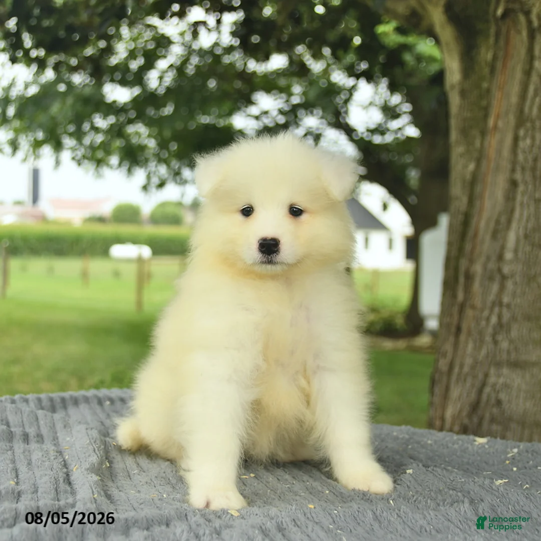 Samoyed dogs for sale: Sierra  - Ad 2