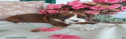 Boxer dogs for sale: Tiana - Ad 3