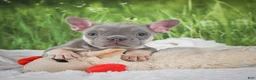 French Bulldog dogs for sale: Luca - Ad 7