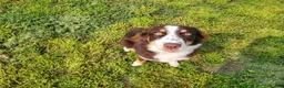 Australian Shepherd dogs for sale: Ember - Ad 2