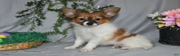 Papillon dogs for sale: Dusty - Ad 9