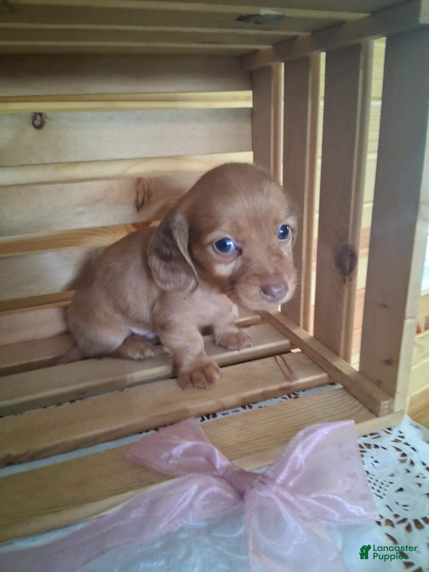 Dachshund dogs Marley - Ad 5