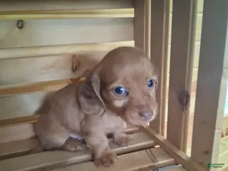 Dachshund dogs Marley - Ad 5