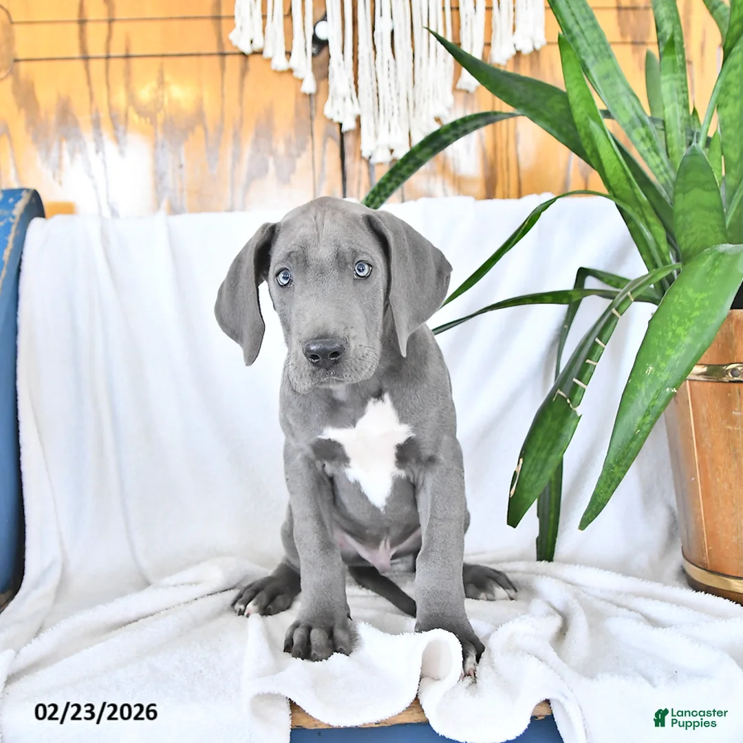 Great Dane dogs for sale: Dylan - Ad 3