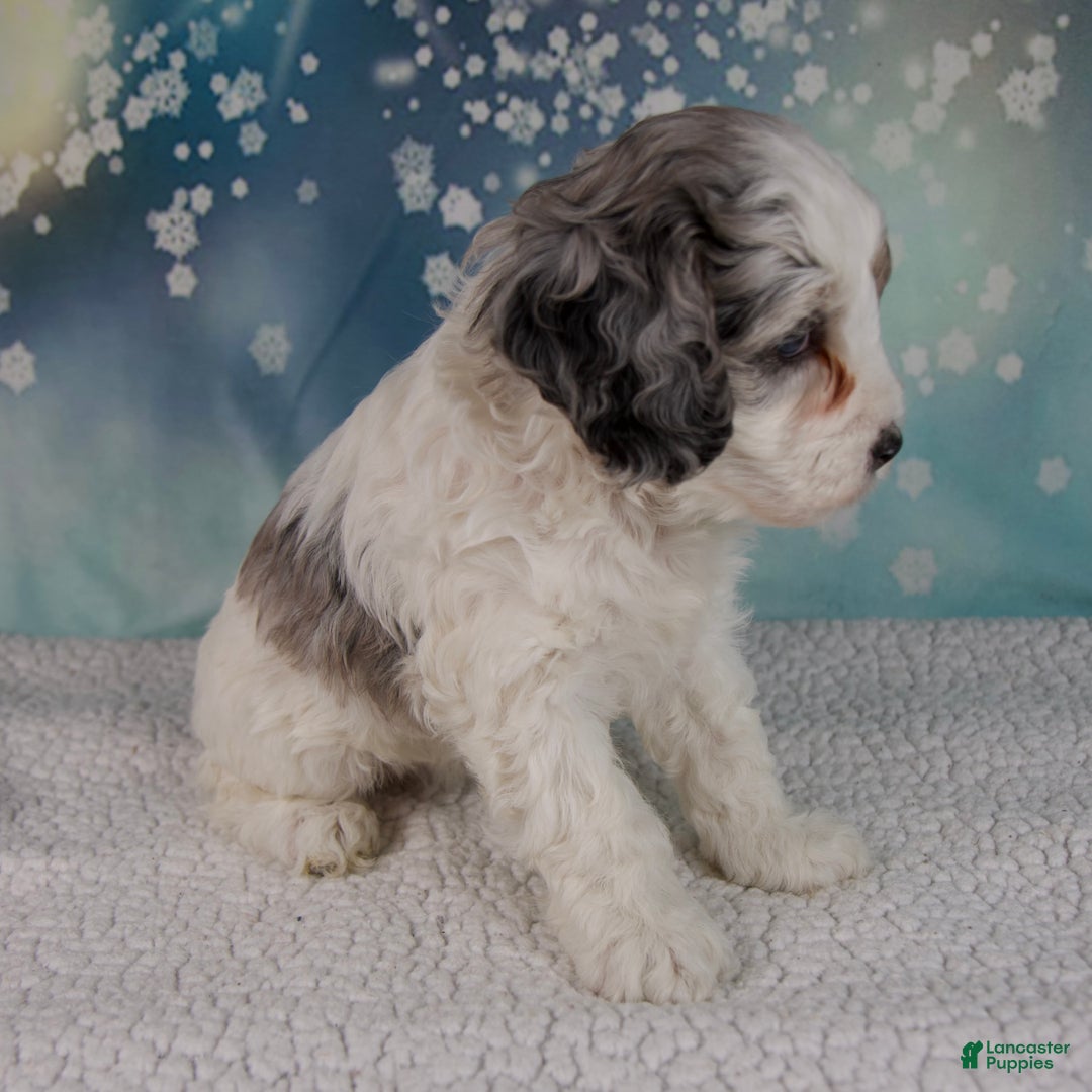 Cockapoo dogs for sale: Carla - Ad 4